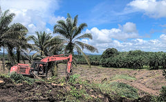 The Truth About Palm Oil: How Our Palm Oil-Free Products Are Making a Difference